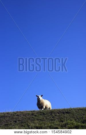 Sheep on dike Mando island in Danish Wadden Sea. Danish national park under UNESCO World Heritage.