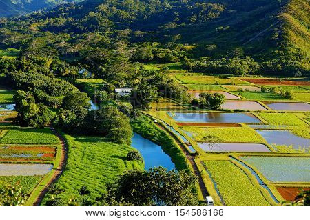Taro Fields In Beautiful Hanalei Valley