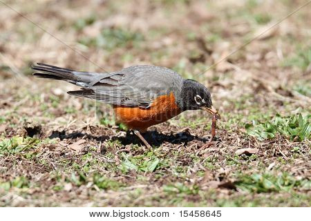 Amerikan Robin (turdus Migratorius)