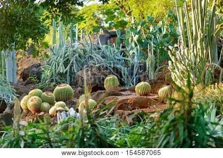 Variuos Cactuses At The Cactus Garden