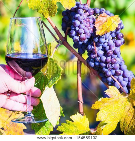 Glass of red vine, vinyards and grape close up 