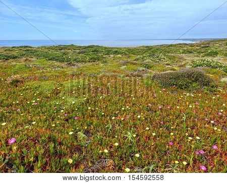 Pink And White Flowers (carpobrotus).