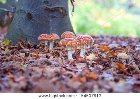 The red and white poisonous toadstool or mushroom called Amanita Muscaria or Fly Agaric