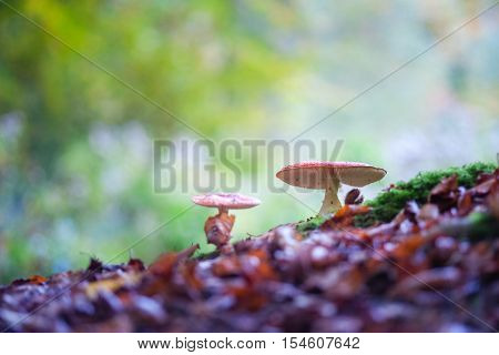 The red and white poisonous toadstool or mushroom called Amanita Muscaria or Fly Agaric
