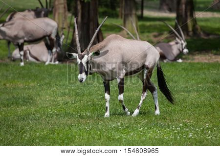 Gemsbok (Oryx gazella gazella), also known as the Southern oryx. Wildlife animal. 