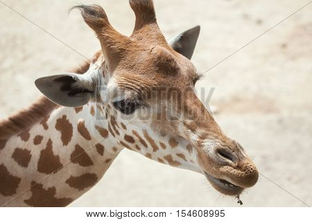 Kordofan giraffe (Giraffa camelopardalis antiquorum), also known as the Central African giraffe. Wildlife animal. 
