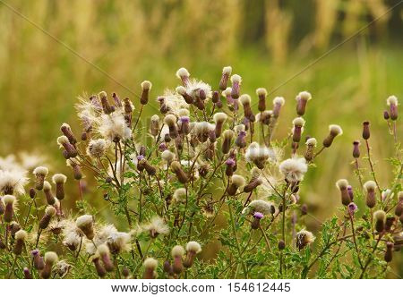 Beautiful big distel field in the nature reserve
