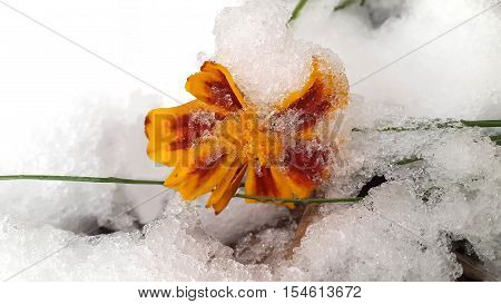 Beautiful Orange flower under the first snow