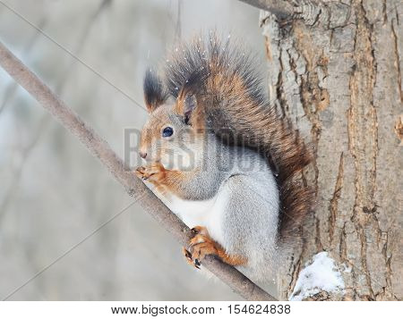 cute furry squirrel sitting on a Park tree and funny with
