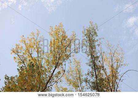 The tops of the trees golden autumn