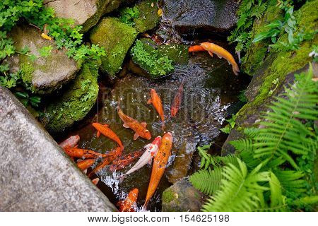 Big Trouts In A Park Near The Byodo-in Temple