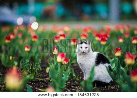 Beautiful cat sitting on the green lawn with flowers.