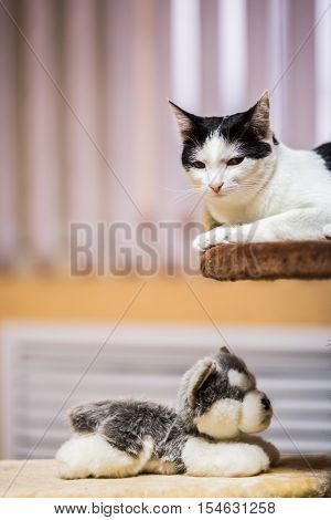 Beautiful cat sits on a yellow background.