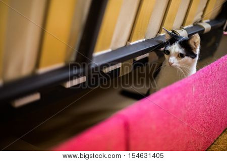 Beautiful cat sits on a yellow background.