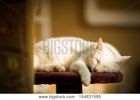 Beautiful cat sits on a yellow background.