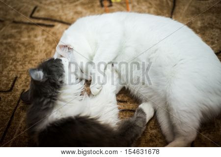 Cute cats in each other's arms together