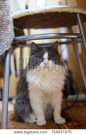 Beautiful cat sits on a yellow background.