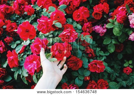 Bush flowers. roses. beautiful. nature. female hands. love.