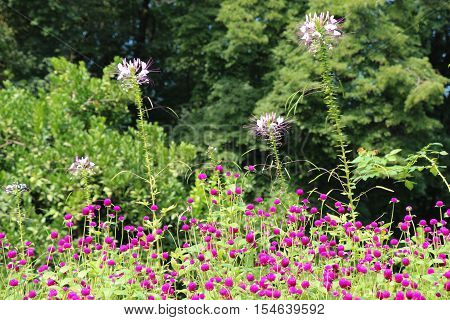 Beautiful Flowers In Nature