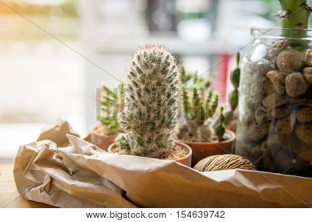mescal in small flowerpot at coffee cafe