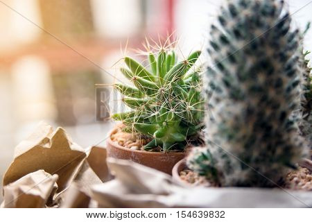 mescal in small flowerpot at coffee cafe