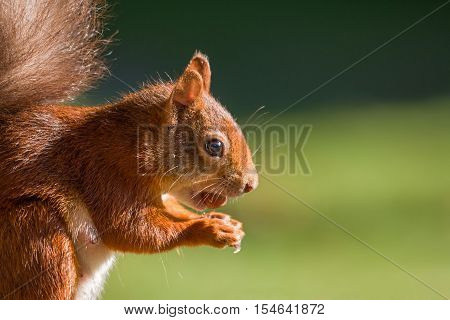 British native Red Squirrel with hazelnut on Brownsea Island Dorset.