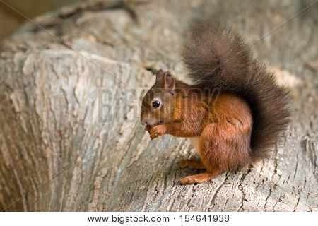 British native Red Squirrel on log on Brownsea Island Dorset.