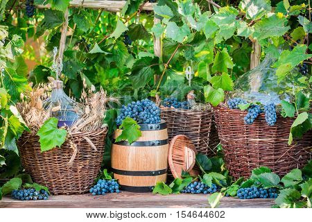 Demijohn in a wicker basket and dark grapes
