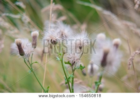 Dandelions Close-up. Soft Focus