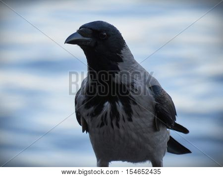 Crows. all the garbage of the city asked them
