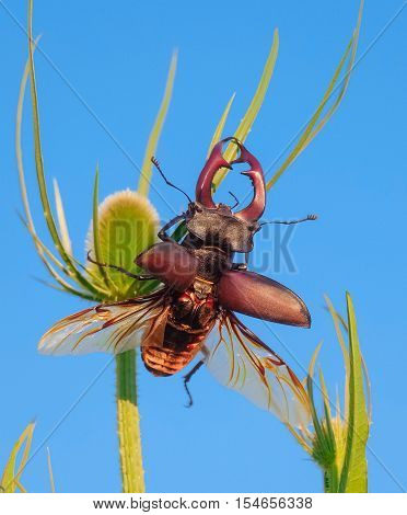 Beautiful large stag beetle with wings on. The largest european beetle on a branch against a blue sky background. Lucanus cervus.