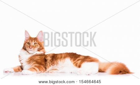 Portrait of domestic red Maine Coon kitten - 8 months old. Adorable cat lying down and looking away. Curious young orange striped kitty isolated on white background.