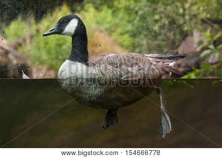Canada goose (Branta canadensis). Wildlife animal. 