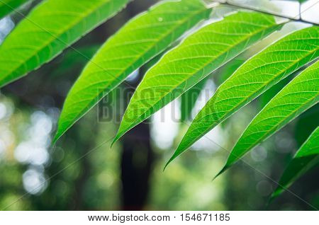 Defocused And Blurred Branch Ailanthus
