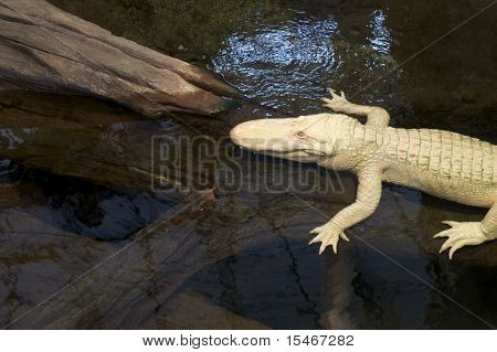 Albino Alligator