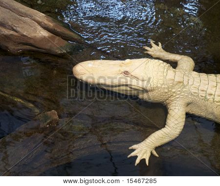 Albino Alligator närbild
