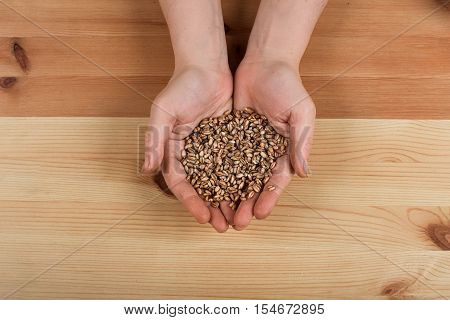 Wheat in hands on a light wooden background.