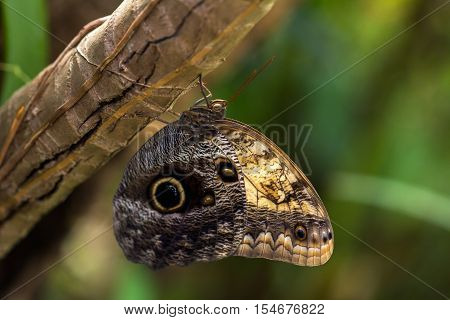Close-up of tropical caligo butterfly the ltree. Macro photography of wildlife.