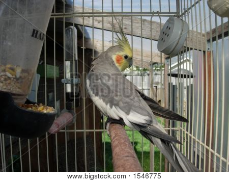 Cocketiel