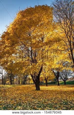 Hurst of autumn trees with their leafs fallen covers the whole floor beneath them.