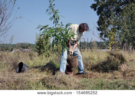 gardener sets a chestnut tree in orchard