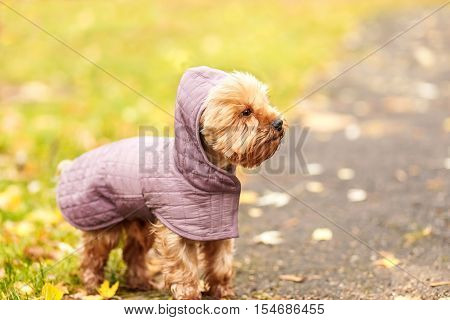 small little dog Yorkshire terrier in hood femile outdoor dress jacket on the autumn fall background