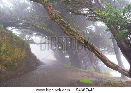 Wind swept Cypress Trees surrounding a road in the fog taken at Pt Reyes, CA