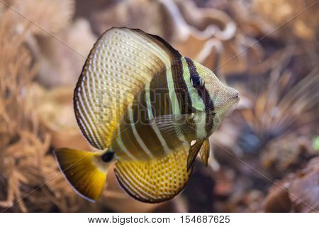 Sailfin tang (Zebrasoma veliferum). Wildlife animal. 