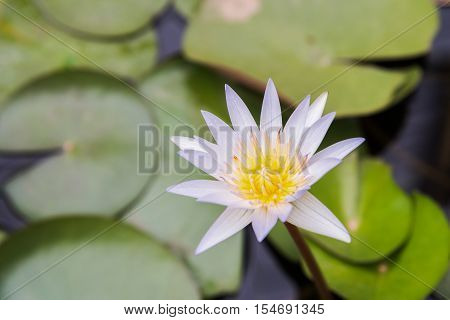 White lotus with purple background blurbackground.blur back ground