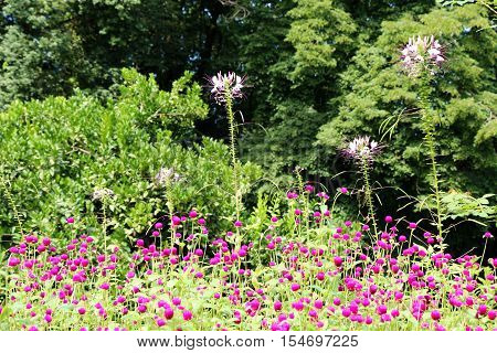 Beautiful Flowers In Nature