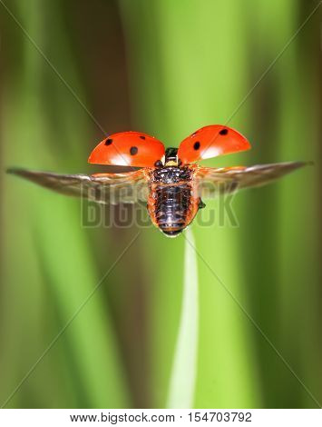 Red little ladybird flying away from fresh green grass.
