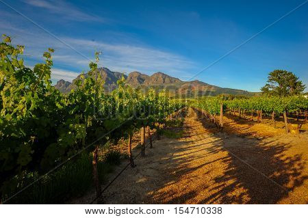 Stellenbosch Vineyards