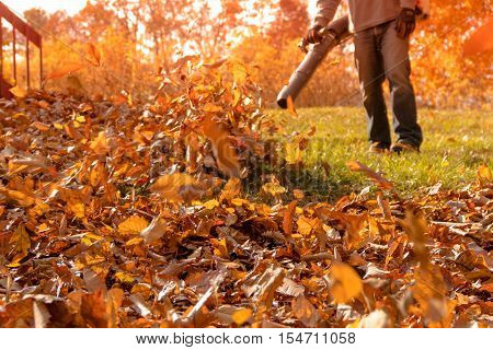 A section of yard is cleared from a large pile of fallen leaves
