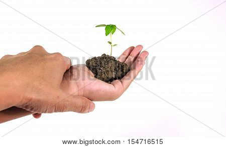 Seedlings on a white background 
Wait growth